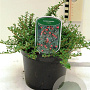 Cotoneaster congestus 25-30 cm 2,0L
