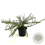 Cotoneaster conspicuus decorus 25-30 cm 2,0L
