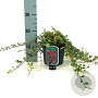 Cotoneaster dammeri 25-30 cm 2,0L