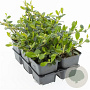Cotoneaster dammeri GM P9