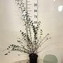 Cotoneaster franchetii 80-100 cm 2,0L