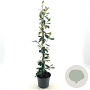 Cotoneaster lacteus 60-70 cm 2,0L