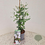 Jasminum officinale 60-65 cm 2,5L