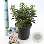 Kalmia lat. 'Elf' 25-30 cm 3,0L