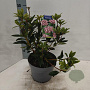 Kalmia lat. 'Galaxy' 25-30 cm 4,0L