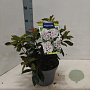 Kalmia lat. 'Peppermint' 25-30 cm 4,0L
