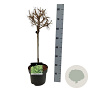 Larix decidua 'Globus' 40 cm stam 5,0L