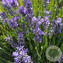 Lavandula ang. Blue Cushion GM P9