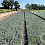 Lavandula ang. 'Hidcote' 15-20 cm C1