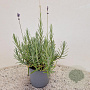 Lavandula ang. 'Munstead' 20-25 cm C1.5