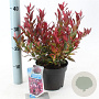 Leucothoe 'Little Flames' 20-25 cm 2,0L