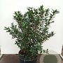 Crinodendron hookerianum 60-80 cm 20L