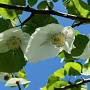 Davidia involucrata 250-300 cm cont. 110L