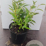 Deutzia gracilis 20-30 cm C1.3