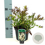 Deutzia gracilis 'Nikko' 25-30 cm 2,0L