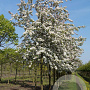 Malus 'Professor Sprenger' 20-25 HO draadkluit 250 cm stam