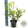 Deutzia hybrida 'Perle Rose' 40-50 cm 3,0L