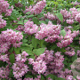 Deutzia hybrida 'Perle Rose' 125-150 cm 15L struik