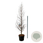 Metasequoia gl. Amber Glow 250-300 cm cont. 90L extra