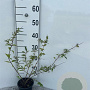 Deutzia rosea 30-40 cm C1.3
