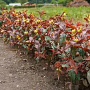 Diervilla rivularis 'Troja Black' 30-35 cm 3,0L