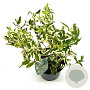 Diervilla sessilifolia 30-40 cm 3,0L