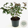 Diervilla sessilifolia 40-50 cm 3,0L