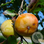Diospyros virginiana 8-10 HO draadkluit