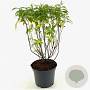 Elsholtzia stauntonii 30-40 cm 3,0L