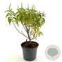 Elsholtzia stauntonii 'Alba' 30-40 cm 3,0L