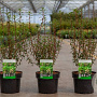 Enkianthus campanulatus 30-40 cm 3,0L