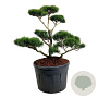 Pinus contorta 100-125 cm cont. 180L bonsai