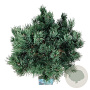 Pinus sylv. 'Watereri' 50-60 cm 30L extra