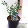 Eriostemon myoporoides 30-35 cm 2,0L