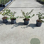 Escallonia 'Apple Blossom' 20-30 cm C1.3
