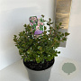 Escallonia 'Apple Blossom' 30-35 cm 5,0L