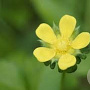 Potentilla f. 'Elizabeth' 30-40 cm 2,0L