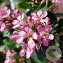 Escallonia laevis 30-40 cm 2,0L