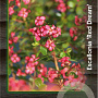 Escallonia 'Red Dream' 25-30 cm 2,0L