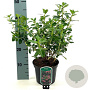 Escallonia rubra macrantha 30-35 cm 2,0L