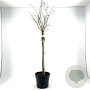 Euonymus europaeus 80 cm stam 10L bol