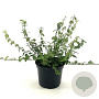 Euonymus fortunei 25-30 cm 2,0L