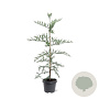 Sequoia sempervirens 100-125 cm 5,0L