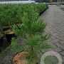 Sequoiadendron giganteum 30-40 cm 5,0L