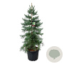 Sequoiadendron g. 'H. Mamm. Three' 175-200 cm cont. 90L extra