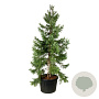 Sequoiadendron g. 'H. Mamm. Three' 250-300 cm cont. 230L solitair