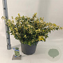 Euonymus fort. Blondy 40-45 cm 10L