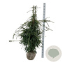Taxus b. 'Dovastoniana' 140-160 cm met kluit extra