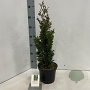 Thuja occ. 'Brobeck's Tower' 40-50 cm 3,0L