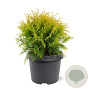 Thuja occ. 'Golden Globe' 25-30 cm 3,5L